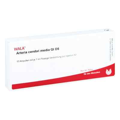 Arteria Cerebri Media Gl D5 Ampullen