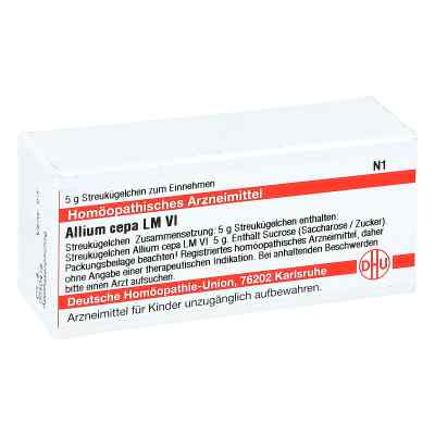 Lm Allium Cepa Vi Globuli