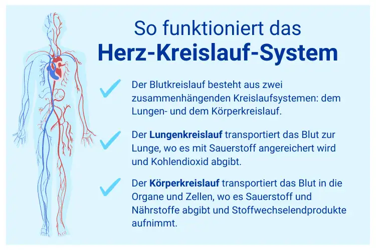 Herz Kreislauf System Einfache Erklärung www.apo.com