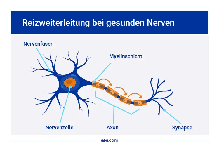 Reizweiterleitung bei gesunden Nerven