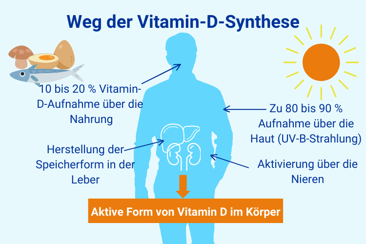 Wie Wird Vitamin D Hergestellt