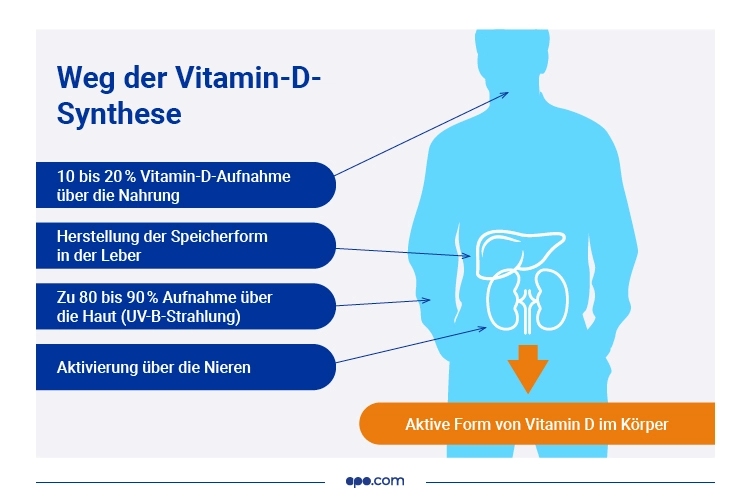 infografiken_vitamin-d-synthese_1_ Vitamin D Synthese