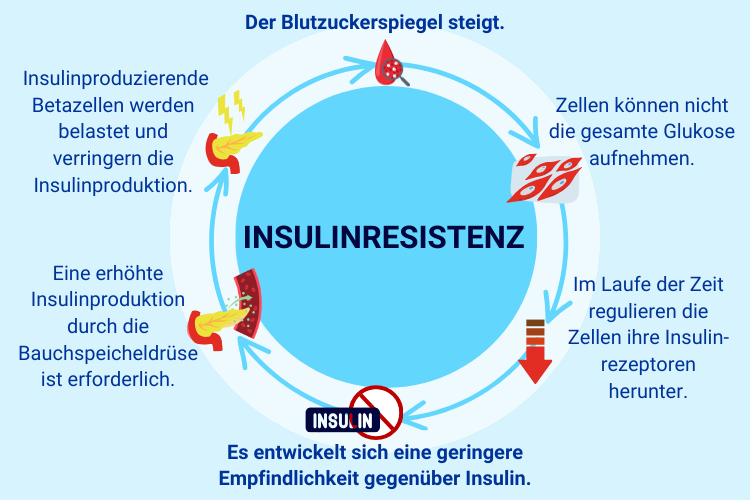Was Ist Insulin Einfach Erklärt Insulinresistenz: Die Vorstufe von Diabetes Typ 2 | apo.com