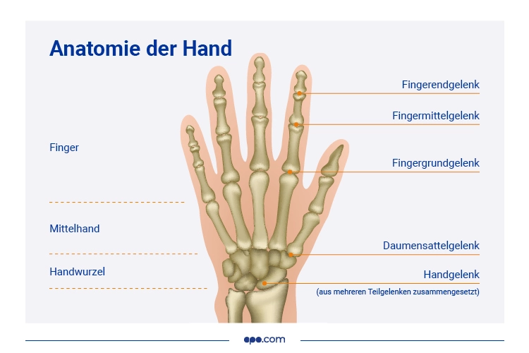 Anatomie der Hand ohne Rheuma in den Fingern
